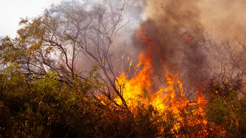 Canadian Wildfires Cause Hundreds of Millions in Insurance Losses